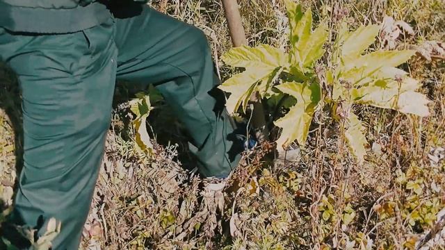 Как бороться с борщевиком? Борщевик Сосновского. Антиборщевик. смотреть онлайн