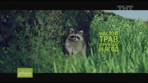 Реклама Черноголовки #1