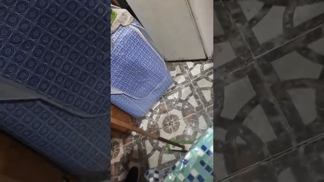 Sapo entro en la casa смотреть онлайн