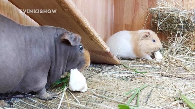 ЧЕМ КОРМИТЬ МОРСКУЮ СВИНКУ? Сочный Корм. SvinkiShow смотреть онлайн