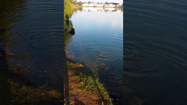 Batumi ribalka смотреть онлайн