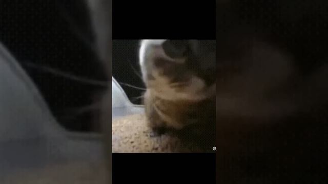 Chibi Chibi Chaba Chaba Cat 1hour