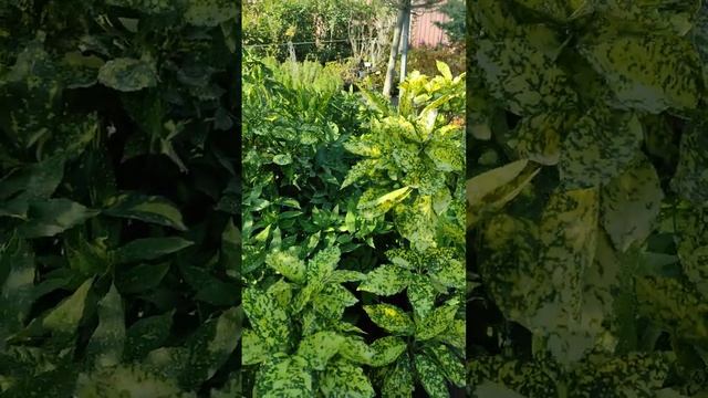 вечнозелёный кустарник . смотреть онлайн