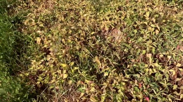 Борьба с сорняками Что выбрать? Граунд или Раундап смотреть онлайн