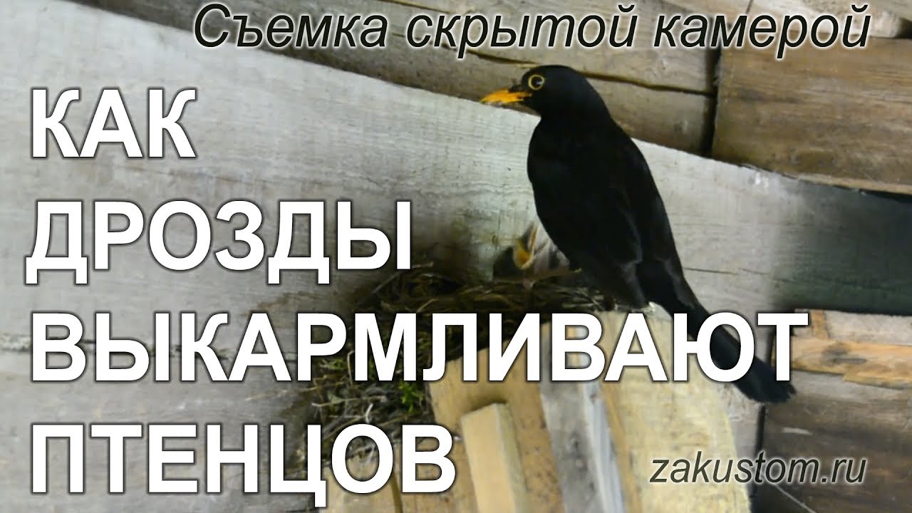 Жизнь птиц: чёрные дрозды выкармливают птенцов смотреть онлайн