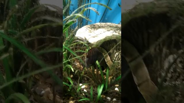 цихлазомы седжика смотреть онлайн