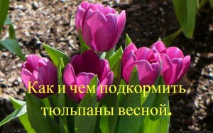 Как и чем подкормить тюльпаны весной для пышного цветения