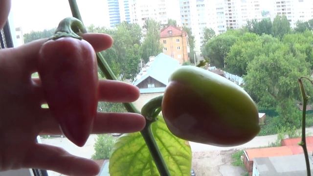 Перцы поспевают на окошке 3 июля 2021 смотреть онлайн