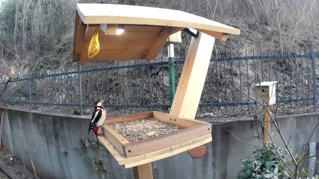 Super Woodpecker 5 !! смотреть онлайн