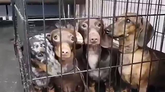 Мини таксы смотреть онлайн