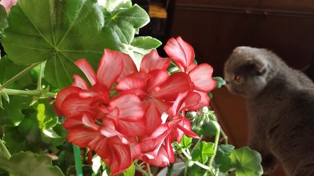 Цветение плющелистных пеларгоний в марте 2022 года смотреть онлайн