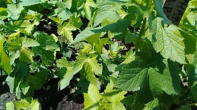 Часть 3. Лёгкий и простой способ размножения смородины. смотреть онлайн