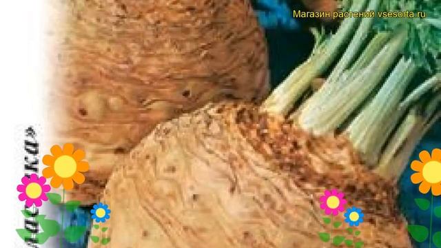 Сельдерей корневой Пражский гигант. Краткий обзор, описание характеристик, где купить семена apium смотреть онлайн