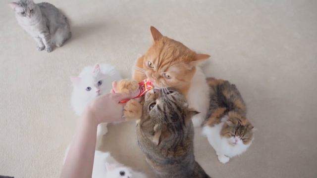 Cat Logic: Feeding Frenzy | Kittisaurus смотреть онлайн