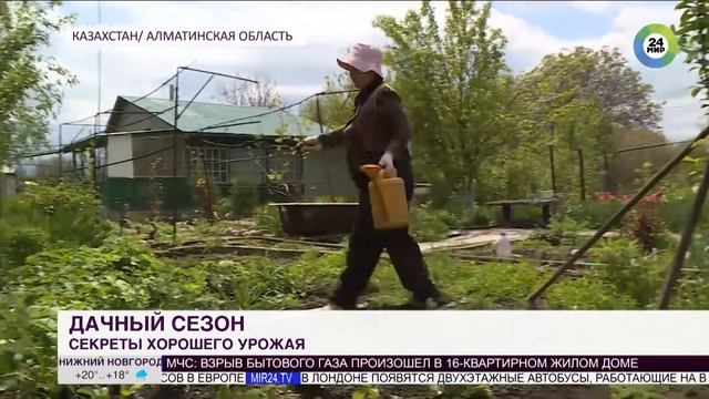 Казахстанские огородники предпочли естественные удобрениям химическим