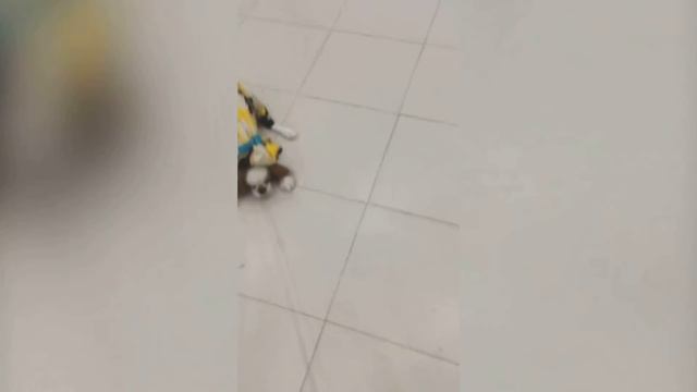 Забавный щенок кинг чарльз спаниель Джек