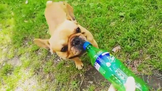 Французский бульдог и любимая игруля. French bulldog and his lovely toy смотреть онлайн