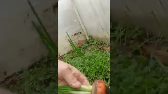 пирог смотреть онлайн