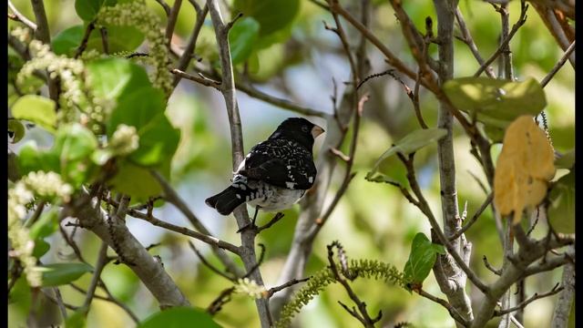 Unusual Weather Event Makes For Incredible Bird Photography Nikon D500 Fort DeSoto смотреть онлайн