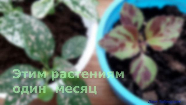 ГИПОЭСТЕС против КОЛЕУСА смотреть онлайн