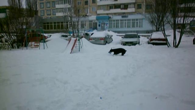 доберман доберман в квартире доберман дома Доберман играет смотреть онлайн