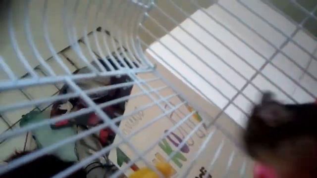 Что делают хомяки😊