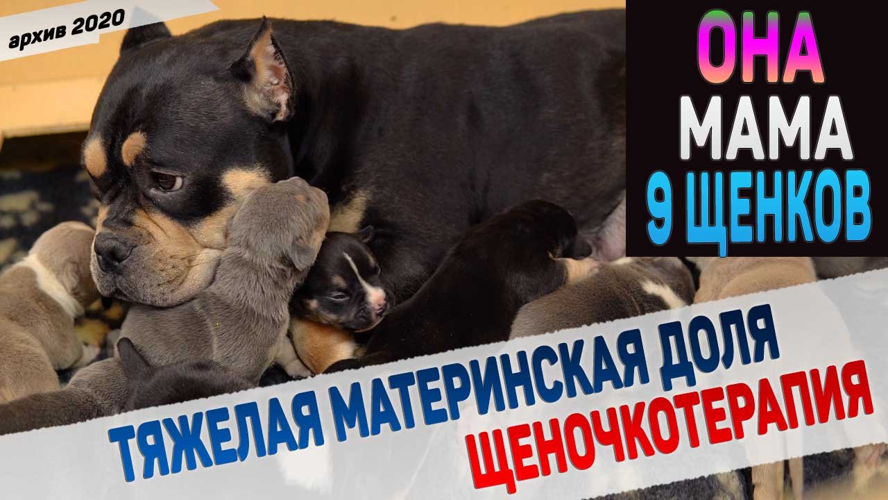 Получается ли у Найт быть хороший мамой? Щенкам 2 недели. Смотрим всех и каждого! смотреть онлайн