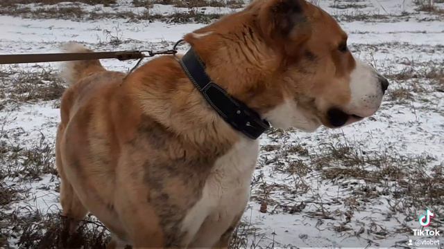 Питомник ЗУР БАШИ ❤ (АЛАБАЙ. ЩЕНКИ АЛАБАЯ от Лавра +7 937 36 999 03) смотреть онлайн