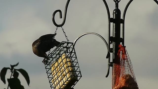 Panasonic FZ100 Interlace versus Progressive Test смотреть онлайн