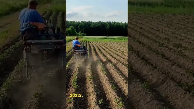 Узнайте, как окучивать ёжиками картофель, мотоблок мтз БЕЛАРУС #мотоблок #2023 #картофель #сезон #1 смотреть онлайн
