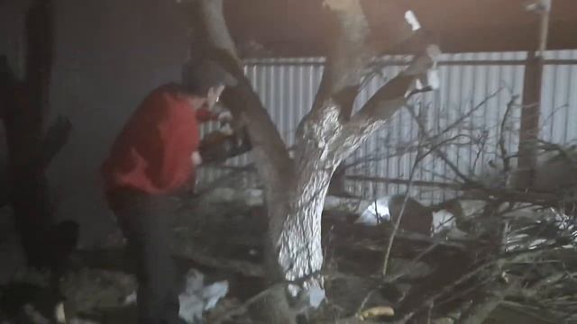 Распил дерева абрикоса/ Жердёлу. смотреть онлайн