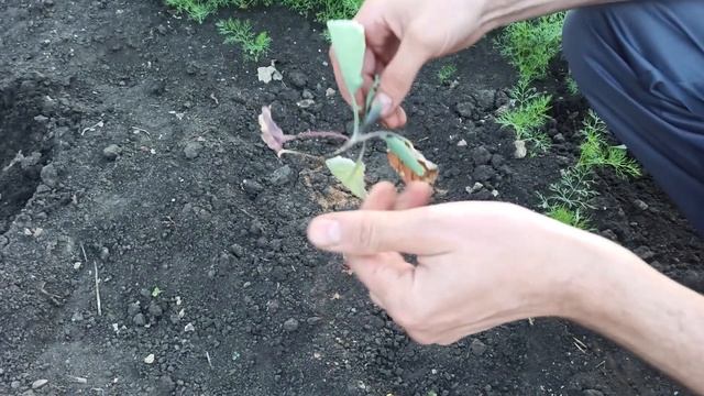 ПОЧЕМУ СОХНЕТ ВЫСАЖЕННАЯ КАПУСТА И ЧТО ДЕЛАТЬ ДЛЯ ЕЁ СПАСЕНИЯ. смотреть онлайн