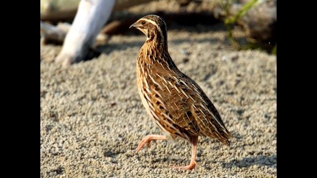 Пение птиц - Перепел смотреть онлайн