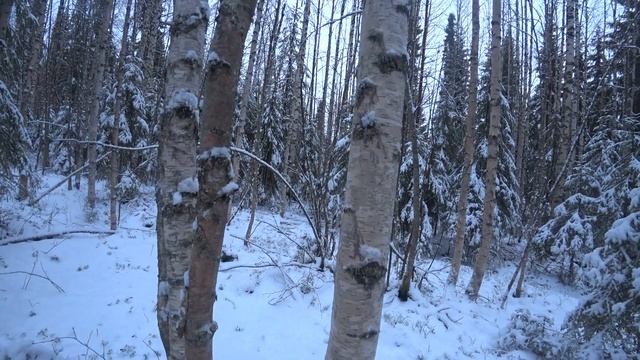 снег,лес и р.г. Сударка 27.10.22 г. смотреть онлайн