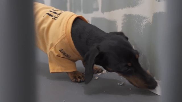 Ep 8: WIENER DOG PRISON BREAK - Funny Dogs Escaping Jail! смотреть онлайн