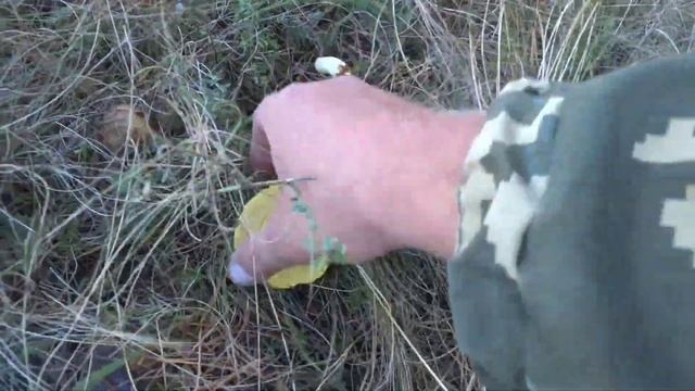 Грибы маслята ПОПЁРЛИ в Крыму, сбор грибов 2023, лес усыпан грибами. грибы Крыма смотреть онлайн