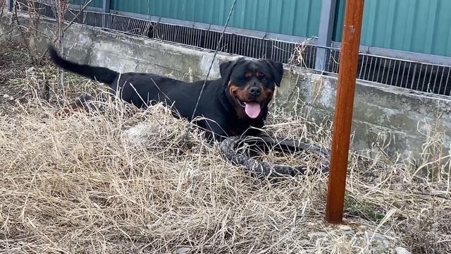 Вкусняшки, лакомства для собак при обучении команд. Ротвейлер Гера. Rottweiler dog смотреть онлайн