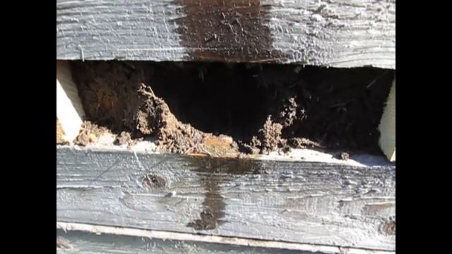 ЛУЧШИЙ СПОСОБ ПОСАДКИ ОГУРЦОВ В КОМПОСТЕРЕ!!!Посадка огурцов.Как посадить огурцы без плёнки?!?!?! смотреть онлайн