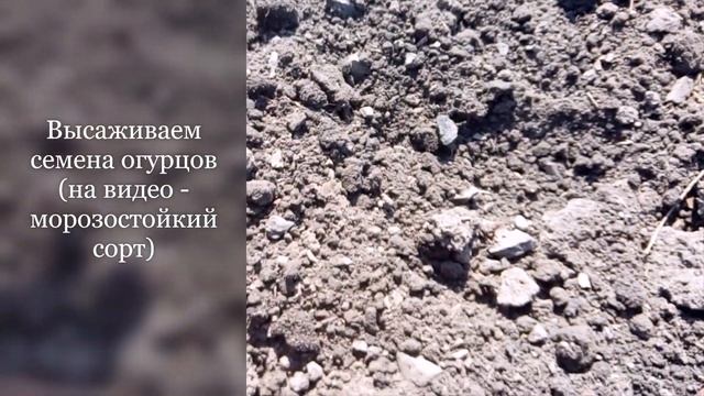 Как сажать огурцы в бочке смотреть онлайн