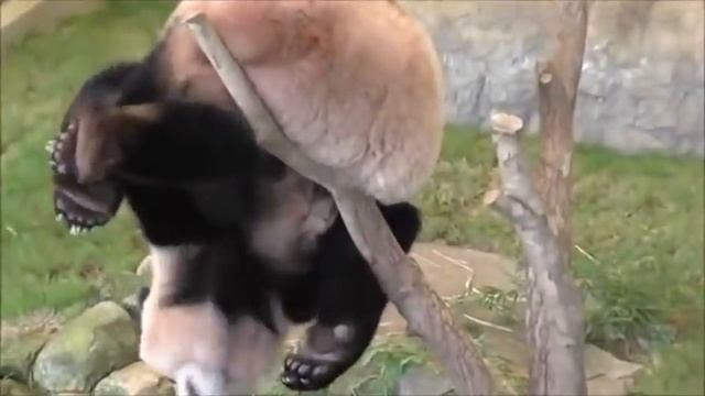 Падающие панды компиляция Falling pandas compilation смотреть онлайн