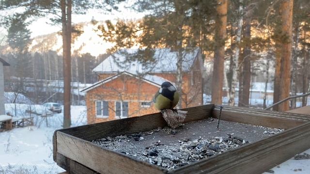 Как нельзя давать синицам сало. Получится ли у синички отведать вкусняшки? #Tits смотреть онлайн
