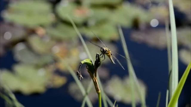 Музыка для спокойного и теплого сна. Звуки теплого и силнечного леса.