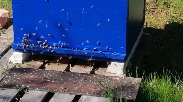 22 мая! Пасека!Ёлки зацвели! смотреть онлайн