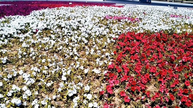 How Beautiful Phlox Flowers look like|Blossom|Engr.Azam Collection|Agriculture Technology Hydroponi смотреть онлайн