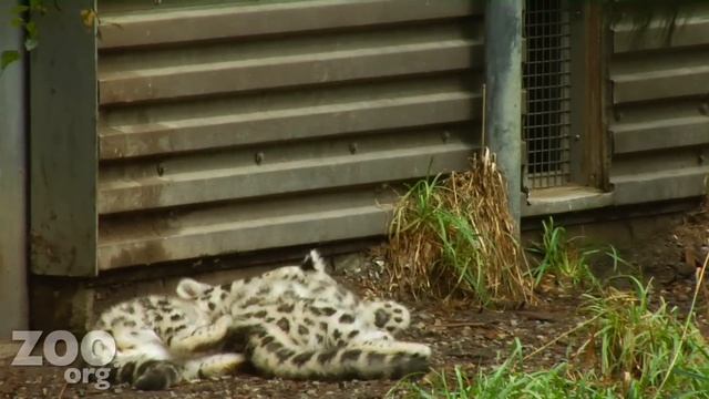 Snow Leopard KITTENS! смотреть онлайн