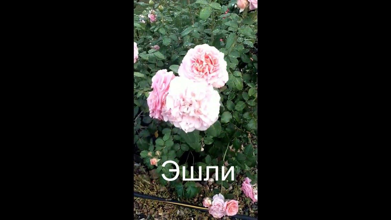 Чиппендейл Эшли смотреть онлайн