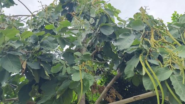 Katsagon, सांपों का पेड़, बड़ी मरोड़फली, Pitthan, Fernandoa Adenophylla, Haplofragma, Bignoniaceae