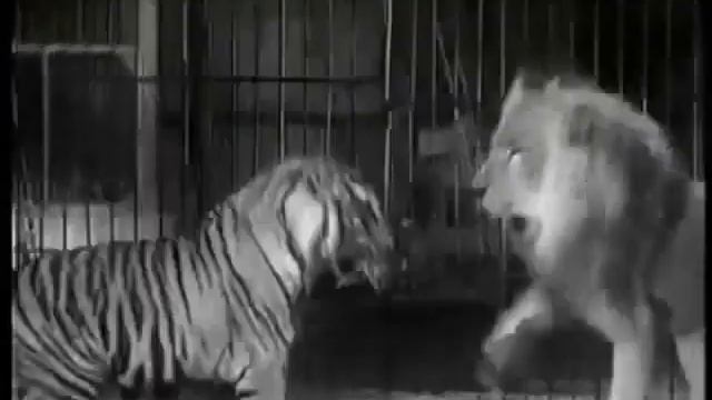 Дикая бойня 1933 года Тигр против Льва смотреть онлайн