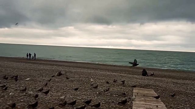 ? ДАГОМЫС СЕГОДНЯ 7 ФЕВРАЛЯ 2021. МИМОЗА?