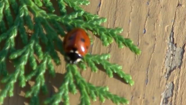 Жизнь насекомых: божья коровка. Life of insects: a ladybird. смотреть онлайн